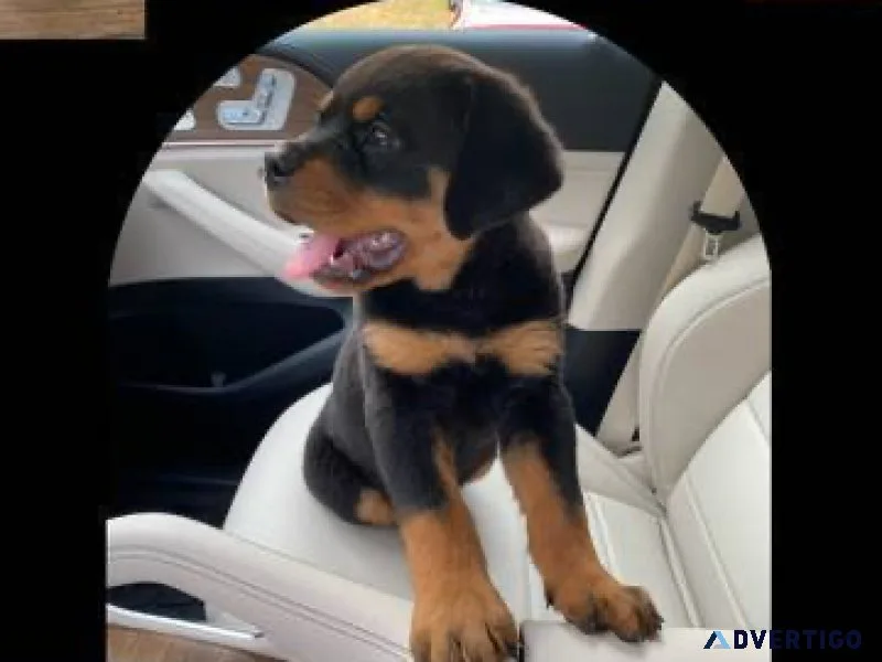 Go potty outside for dogs