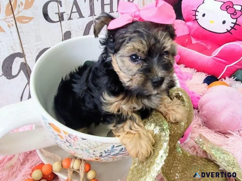 Teacup Yorkie Puppy For Sale