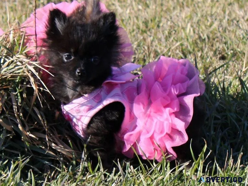 Pomeranian