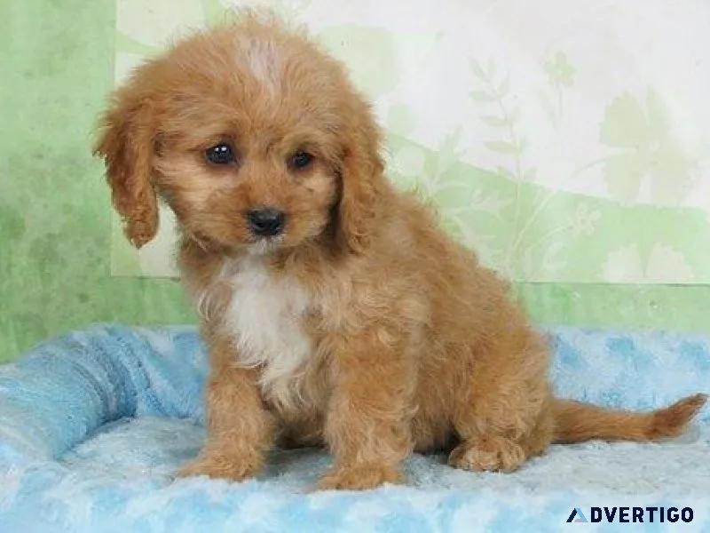 Adorable Cavapoo puppies available now