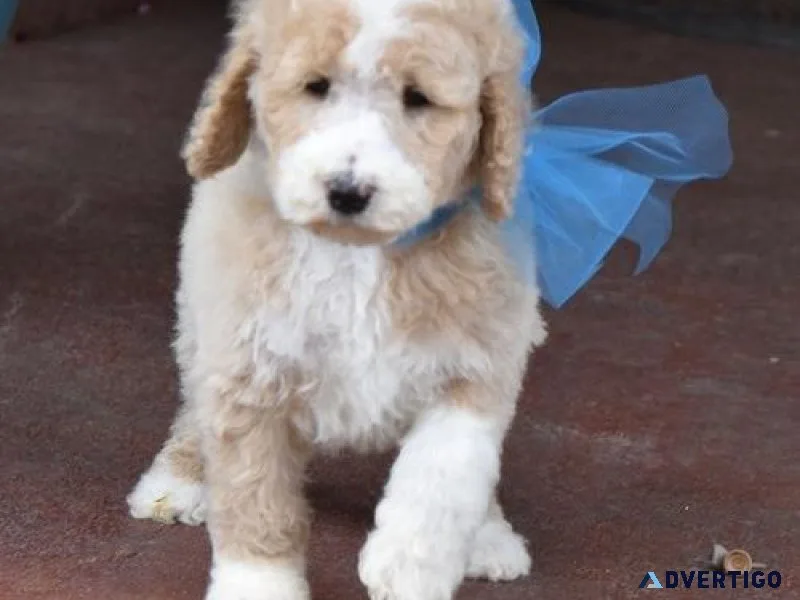 Cute Labradoodle Puppiesmale and female