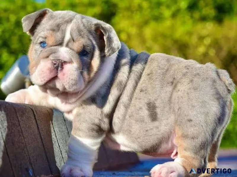 English Bulldog Puppy For Sale