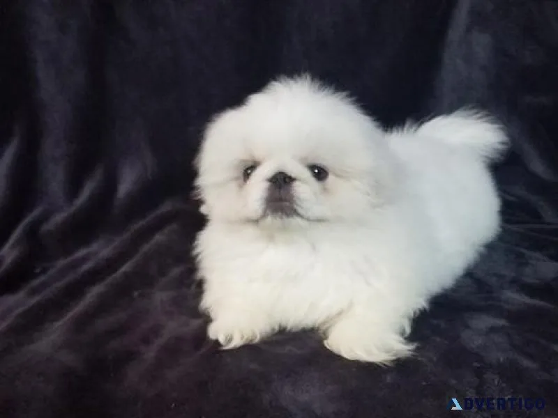 Healthy Pekingese puppies for sale.