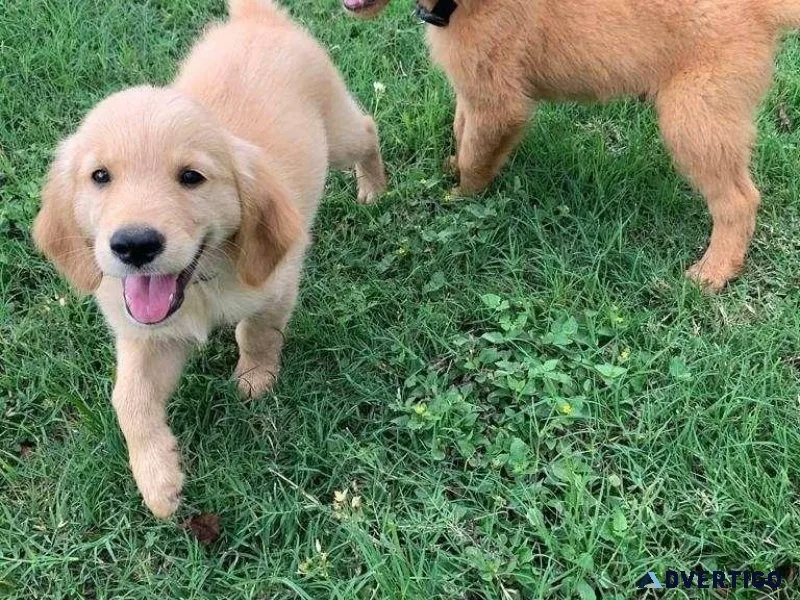 Healthy Cute Golden Retriever Available