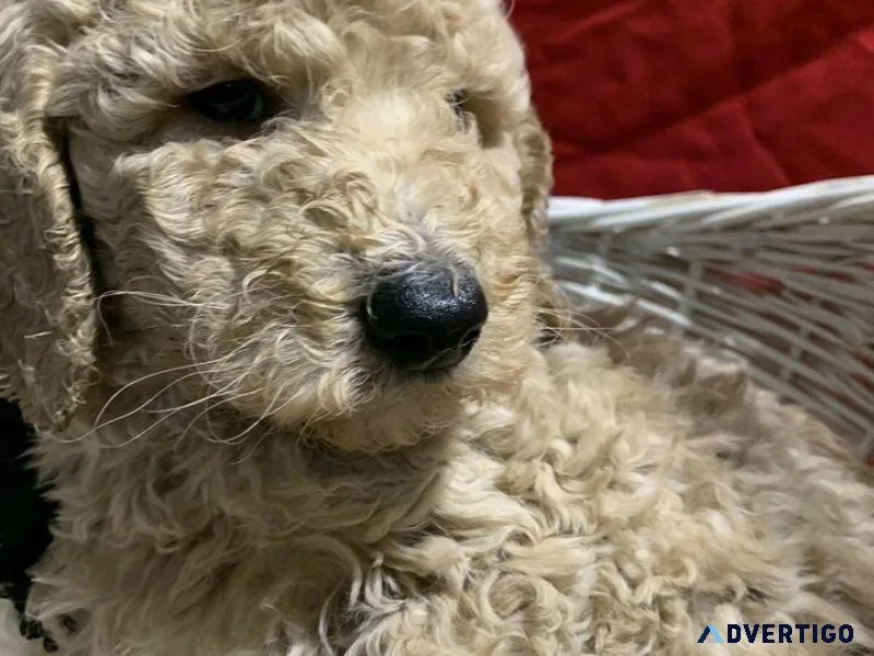 Miniature Poodles