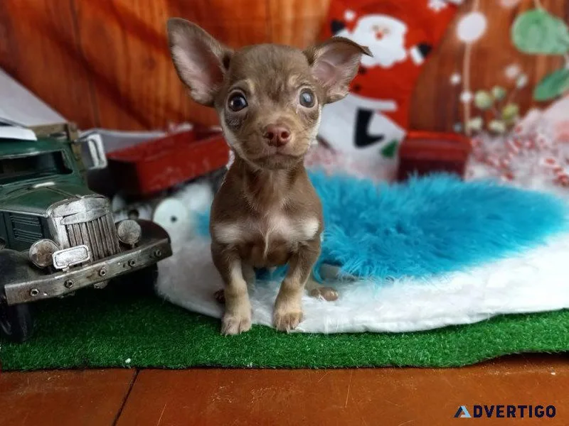 Chihuahuas puppies