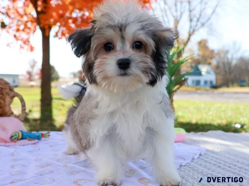 Gorgeous Coton De Tulear puppies
