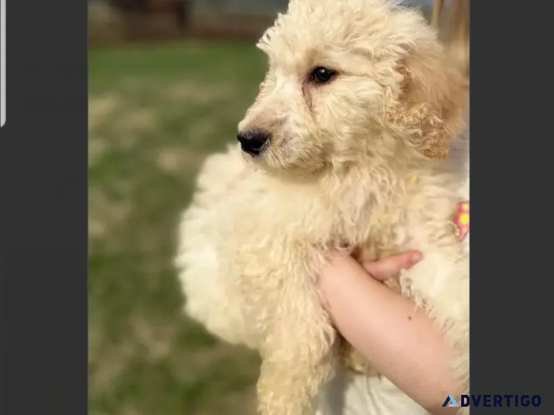 Beautiful hypoallergenic Cream Standard Poodle