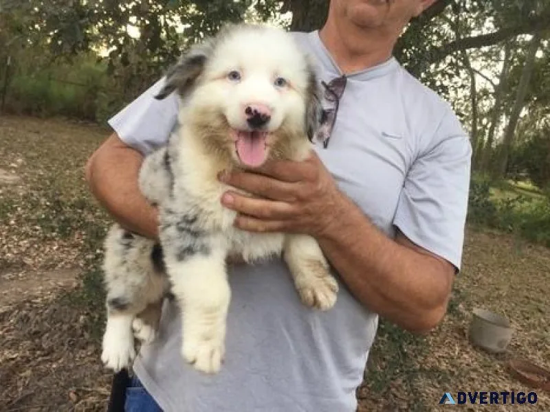AKC Australian Shepherd  puppies