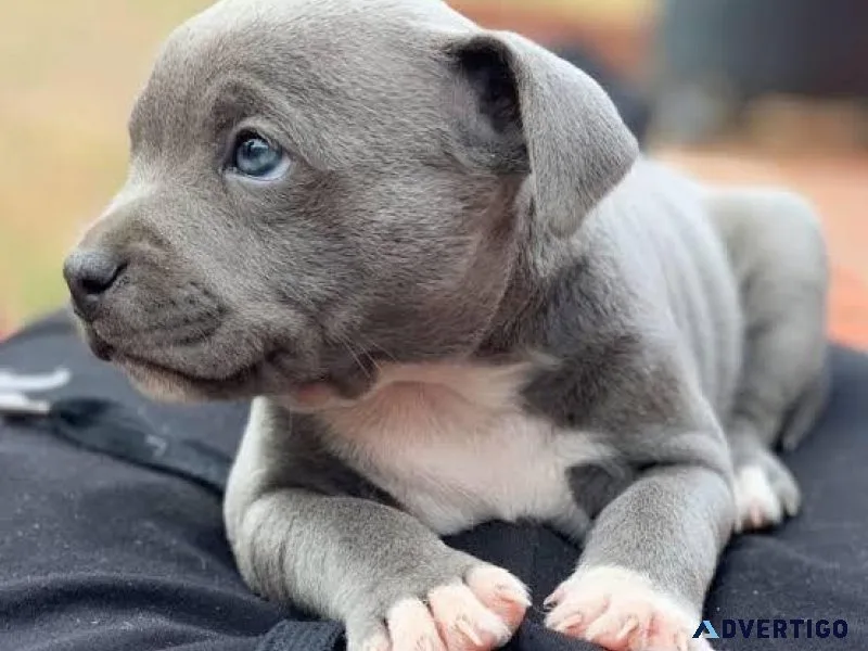 American Pit Bull Terrier Puppy