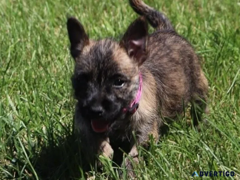Cute Cairn Terrier Puppies ready for sale