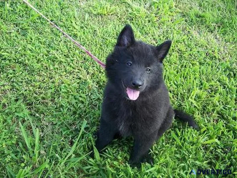Well Trained Belgian Shepherd puppies available