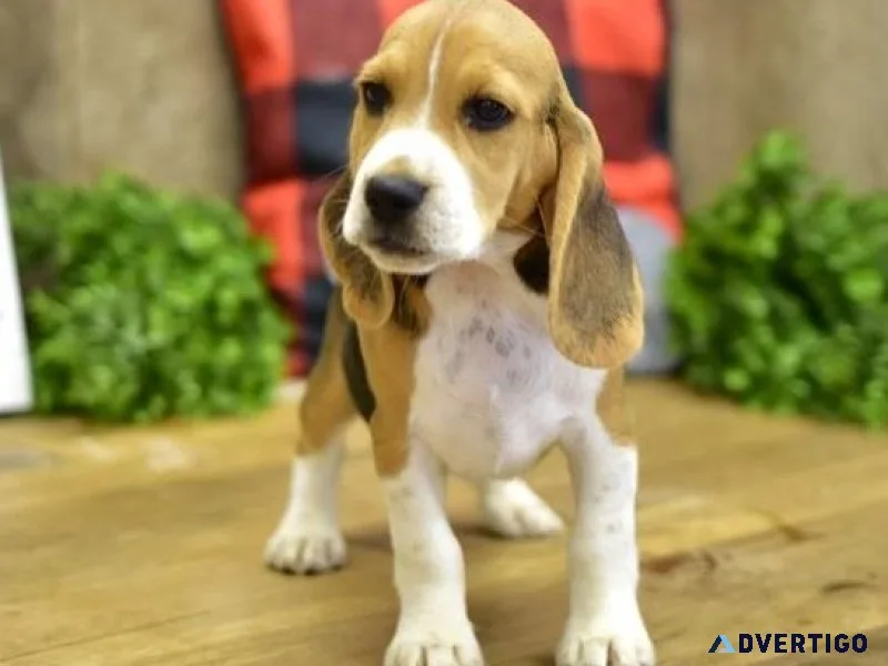 Gorgeous Beagle puppies available