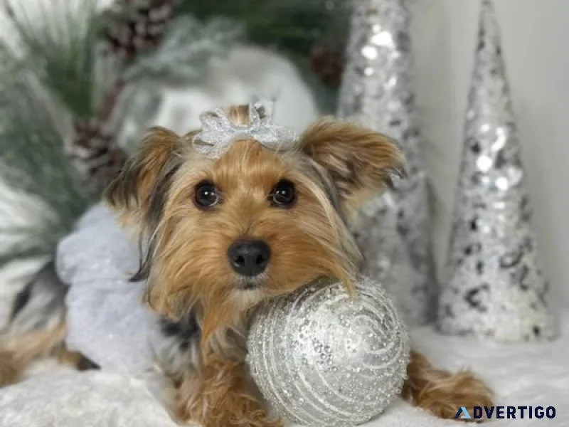 Yorkshire terrier AKC Registered 1 female  and 3 males