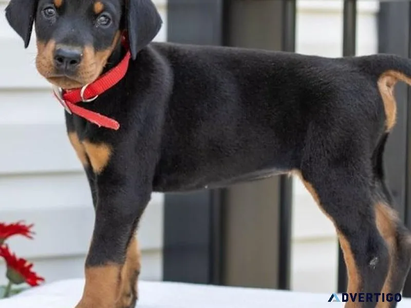 Full AKC Doberman Pinscher Puppies.