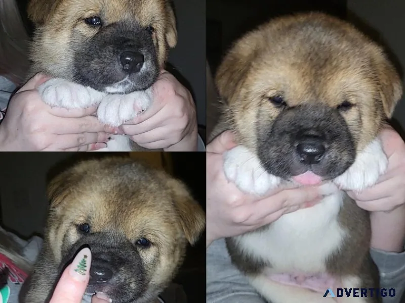 Akita Pup Needs His Forever Home