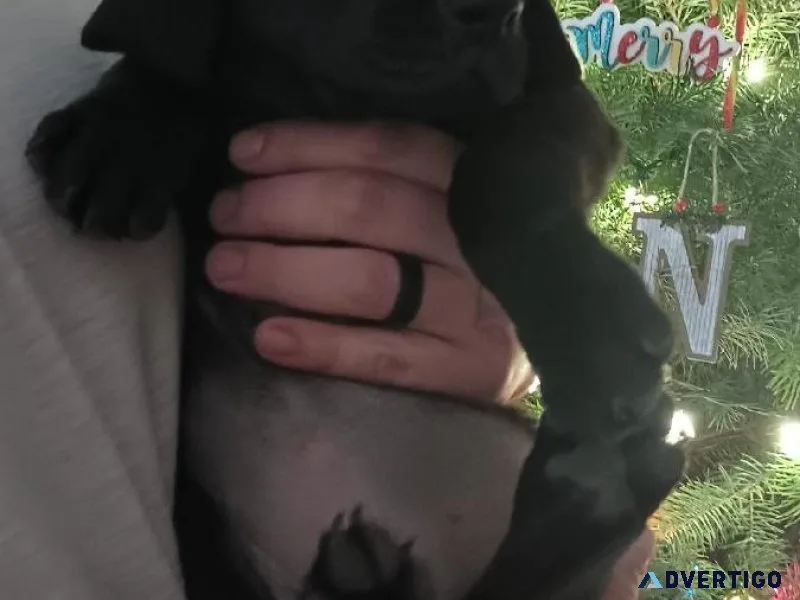 Bloodhound black lab female pup