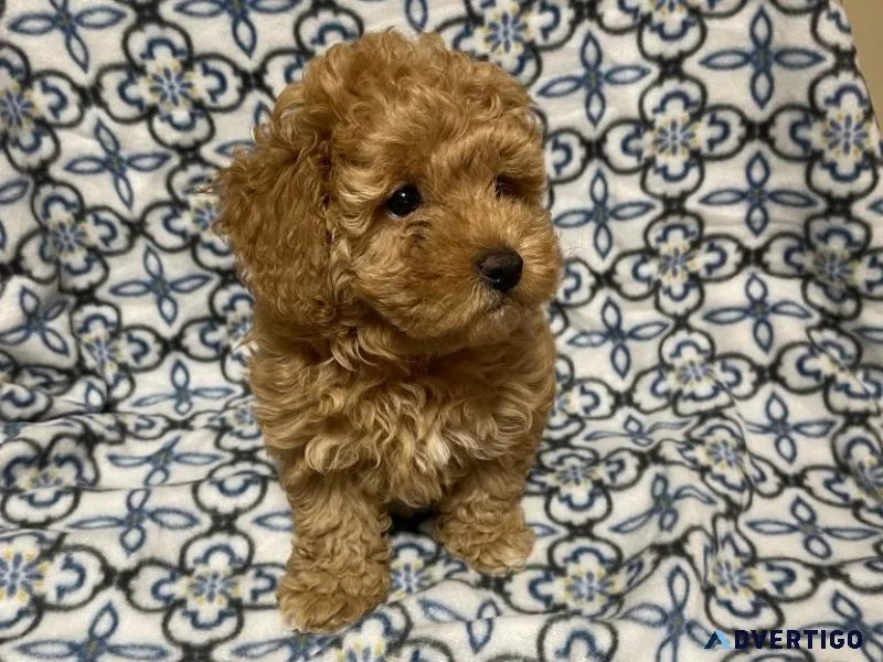 Golden Retriever Puppy