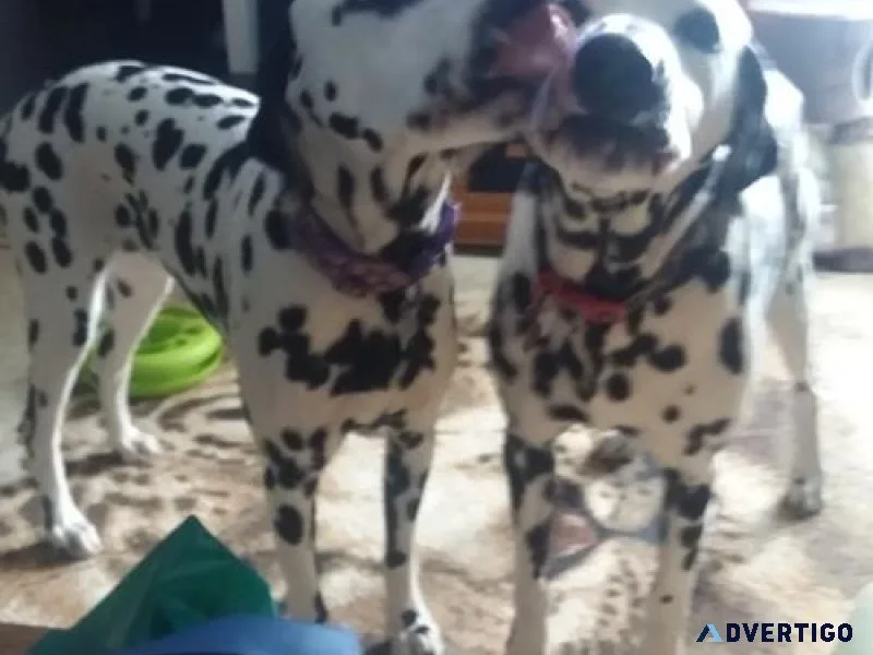 Gorgeous Dalmatian Puppies. Boys and girls