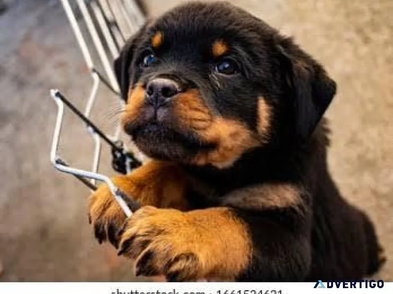 Cute Rottweiler Puppy (Giveaway Price)