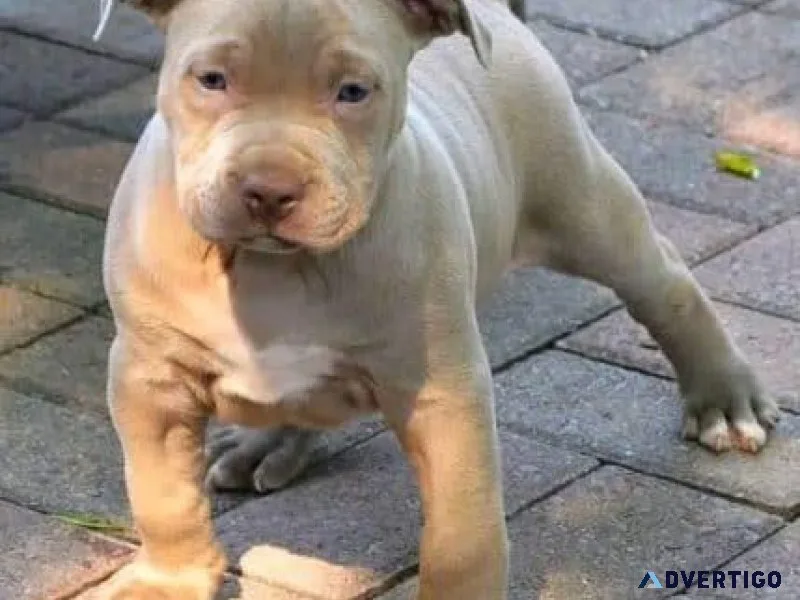 Adorable baby pitbull puppies for adoption