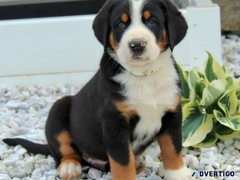 Healthy Greater Swiss Mountain Dog puppies.
