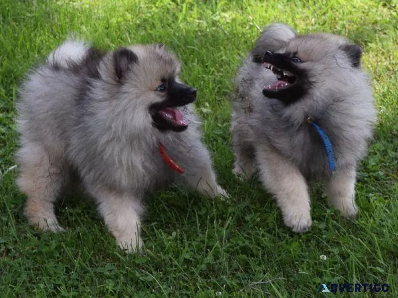 Lovely Keeshond Puppiesmale and female