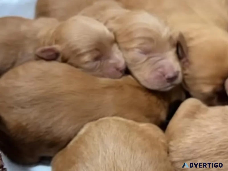 TEDY PUPPIES