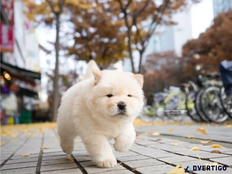 AKC Chow Chow puppies