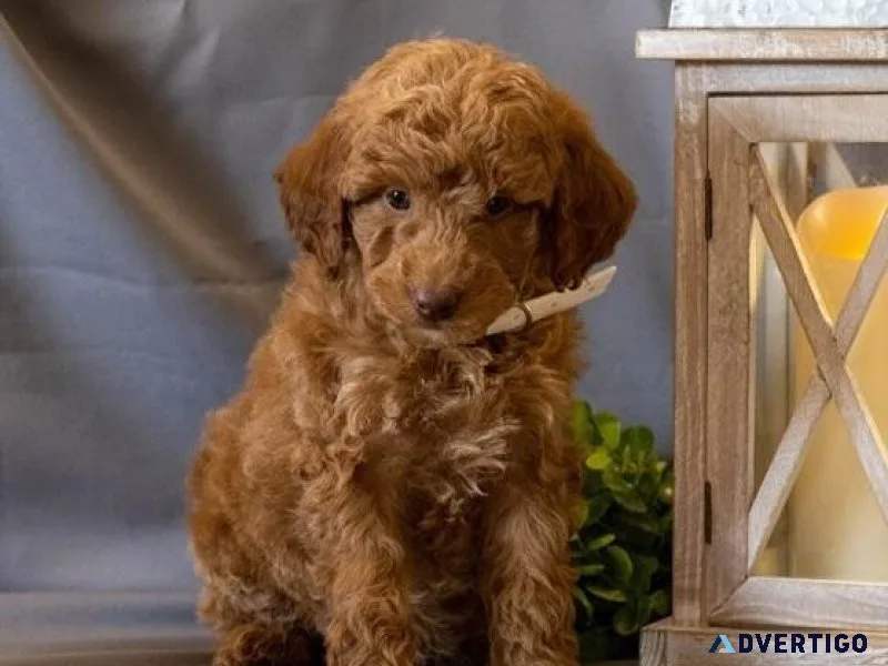 Adorable Irishdoodle Puppiesmale and female