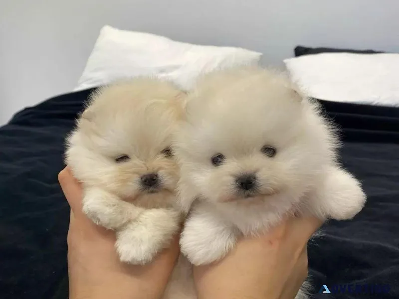 Pomeranian Puppies Available.