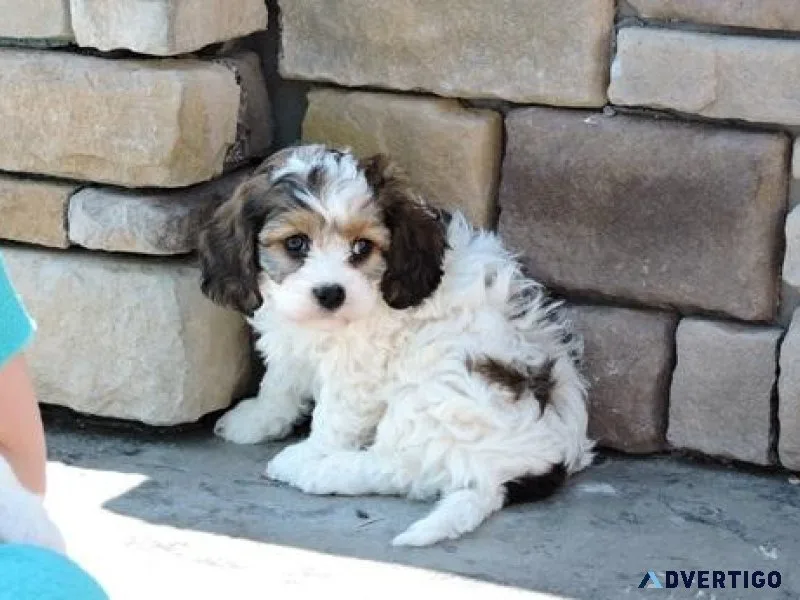 Lovely Cavachon Puppies ready for sale