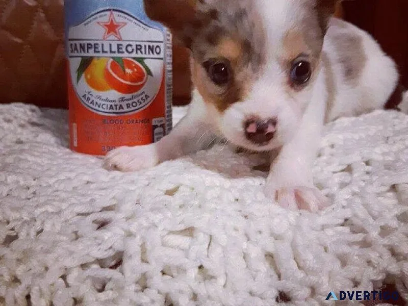 Male Chihuahua COMES WITH EVERYTHING YOU NEED