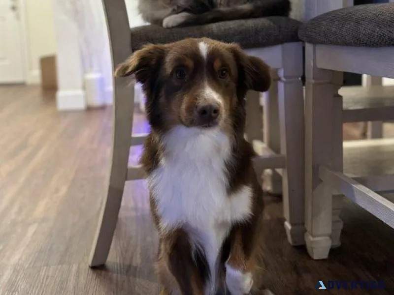 Rehome Miniature Australian Shepherd