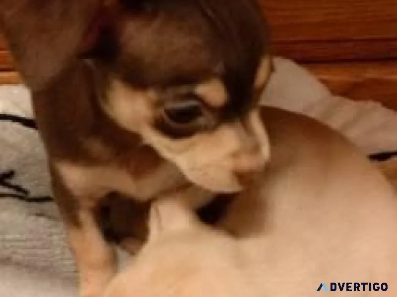 Chihuahua
