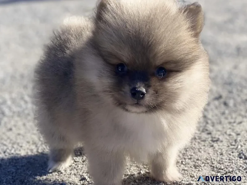 Super Cute Pomeranian Puppy