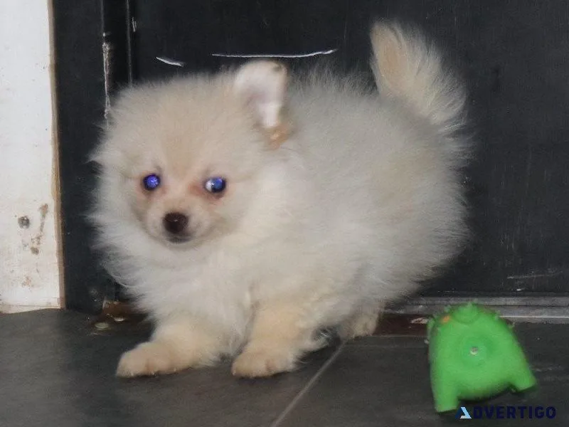 3 Female Pomeranian  Papillon Puppies