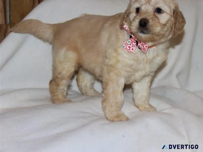 Adorable Golden Cocker Retriever puppies