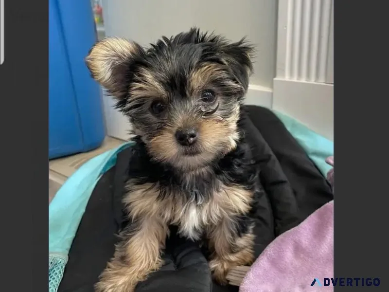 Male Yorkie Pup For Adoption