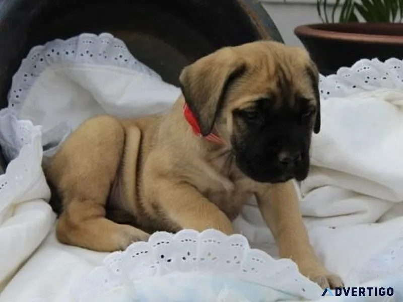 Adorable Bullmastiff Puppies ready for sale