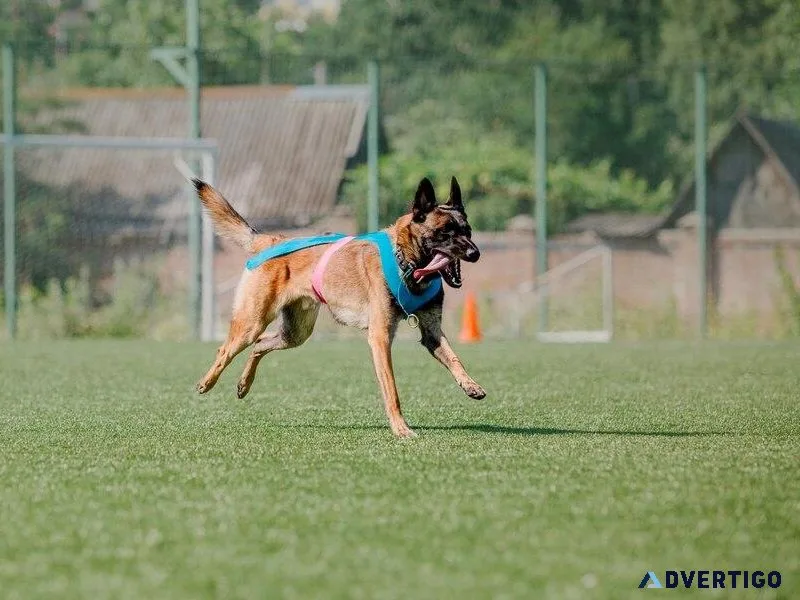 Best Dog Trainer in Surat  Behaviour and Toilet Trainer