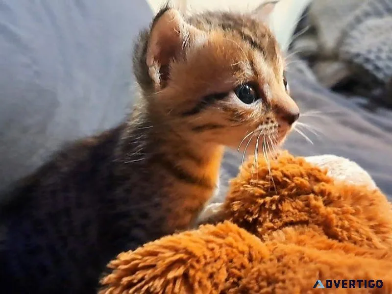 F5 Savannah Kitten female 12 weeks old