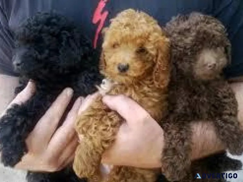 Poodle cross maltese pup