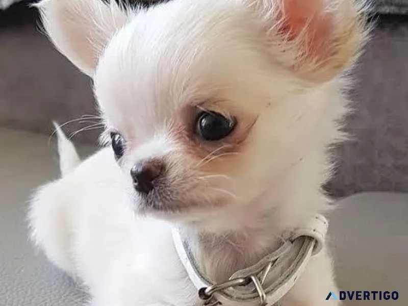Teacup Chihuahua Puppy