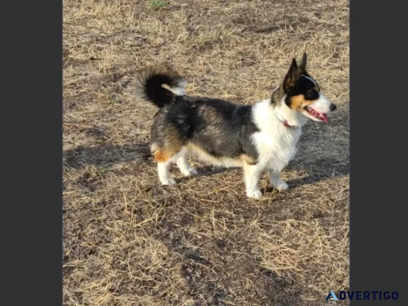 6.5 Months Old Male Corgi Pup For Adoption