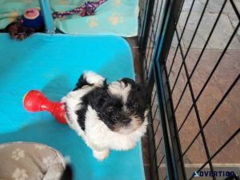 Adorable Lhasa Apso puppies for sale.