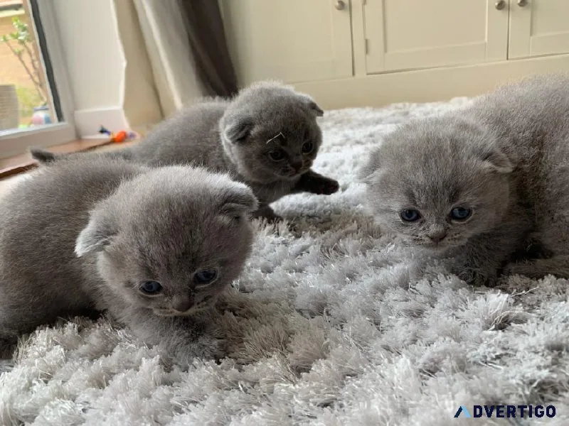AASS Cute Scottish Fold Kittens sale