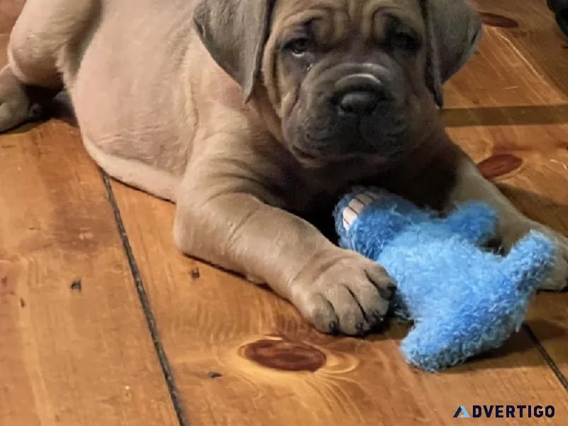Cane Corso
