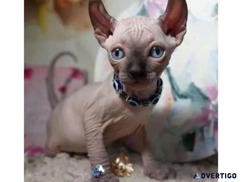 NIN. Q9 Sphynx kitten for Sale