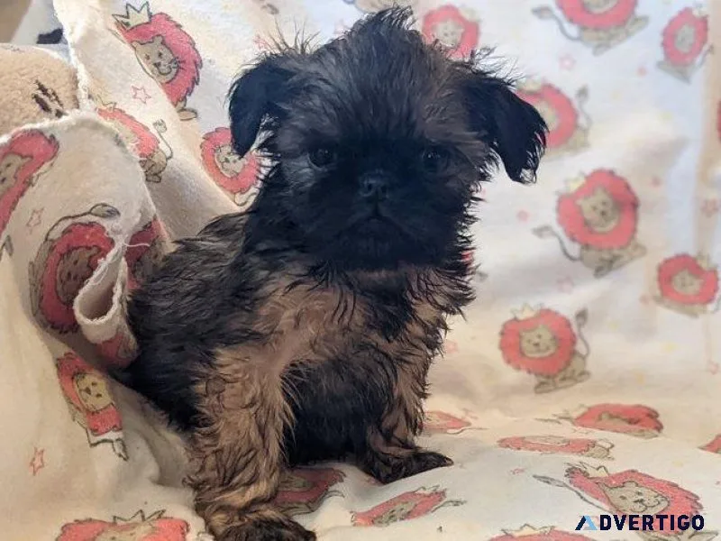 Cutest Brussels Griffon Puppies